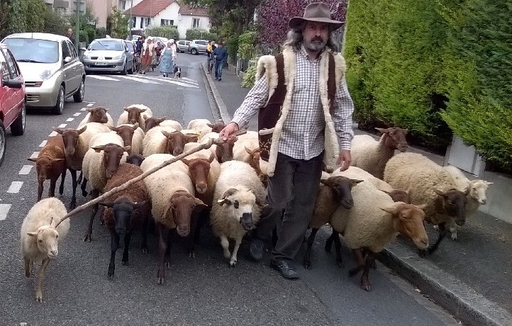 Fabrice mne le dfil du troupeau de moutons solognots